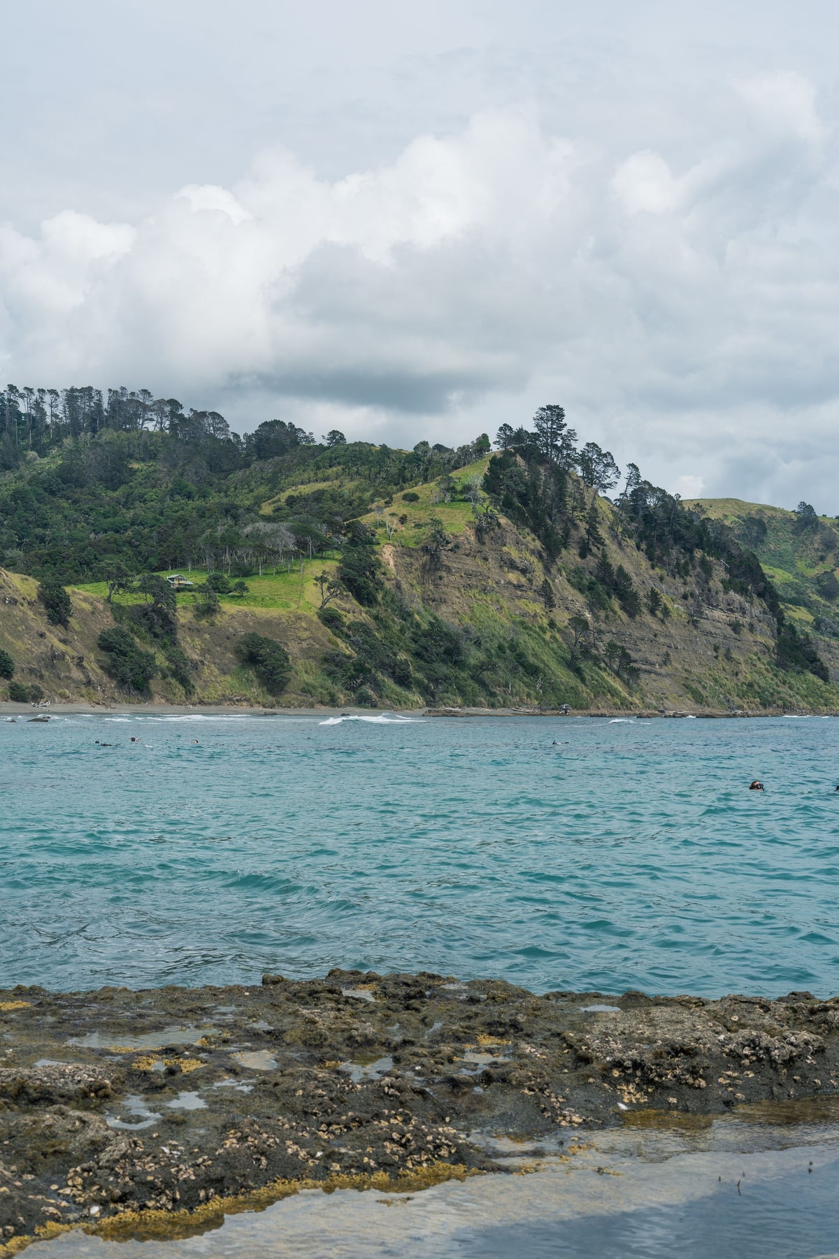 Turquoise water and green coastal cliffs in Auckland, New Zealand.